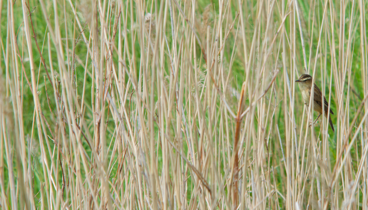 Botanique : vous avez dit halophile ?